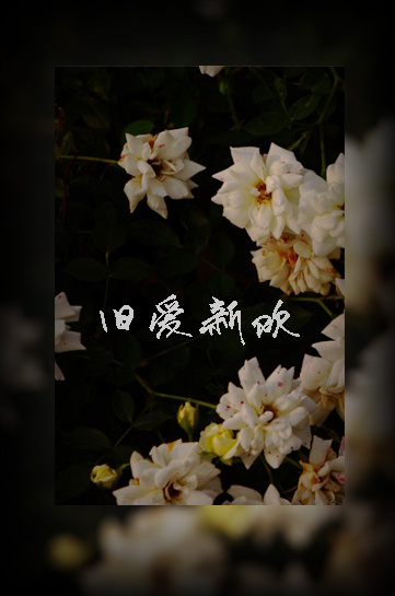 �ɰ��»�